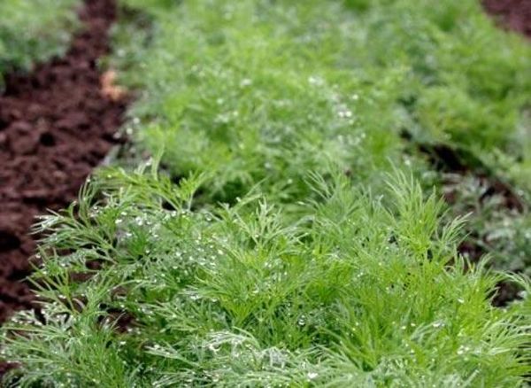  Cultivo de eneldo en verduras.