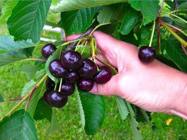  Les variétés de feuillage couvrent peu, ce qui contribue à aérer