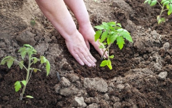  Plantation de tomates Rio Grande