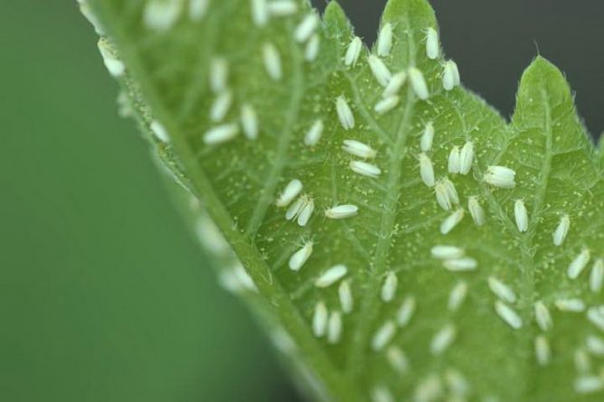  Moucherons blancs sur tomate