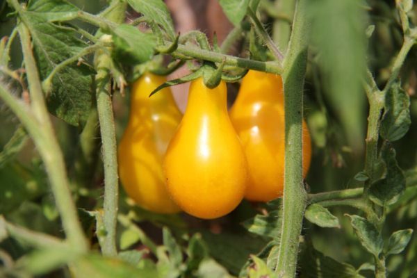  Goutte De Miel De Tomate