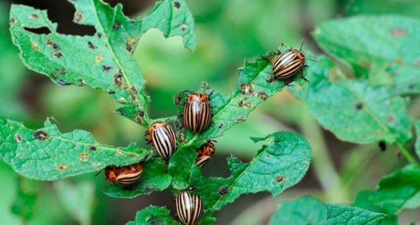  Kartoffelkäfer im Garten