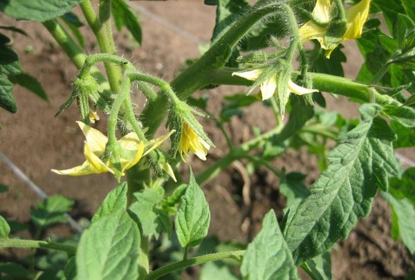  Ovaire pour Tomates