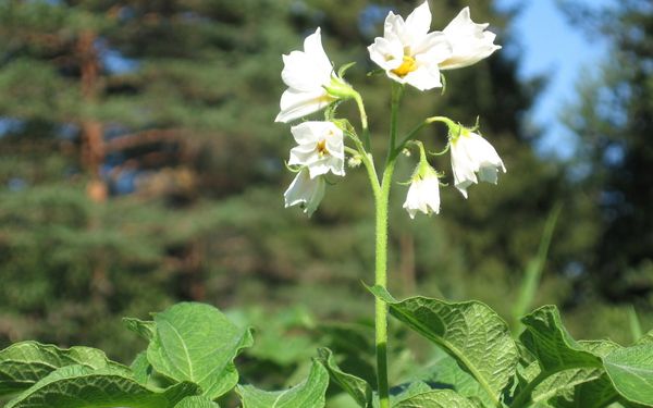  Les pommes de terre sont traitées au début de la floraison, la deuxième fois - en une semaine