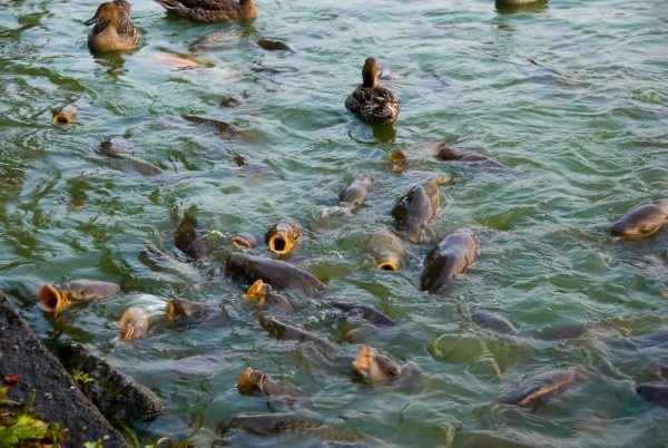  Si les carpes ont un régime alimentaire équilibré et nutritif, il est tout à fait réaliste d’élever un poisson d’un demi-kilo au bout de neuf mois.