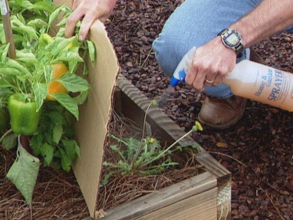  L'odeur aiguë d'ammoniac dissuade les parasites du jardin.