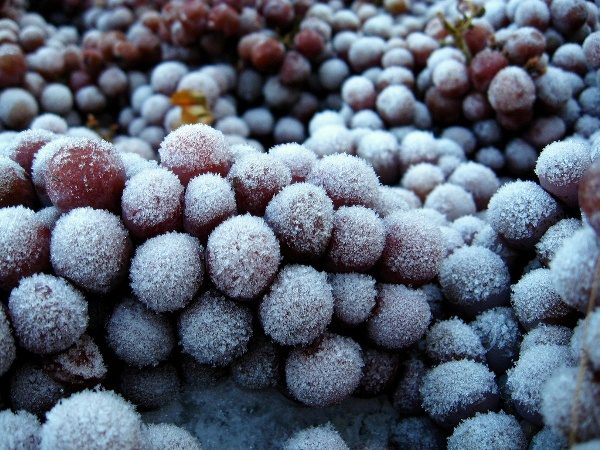  Pour faire du vin de glace, les baies doivent geler