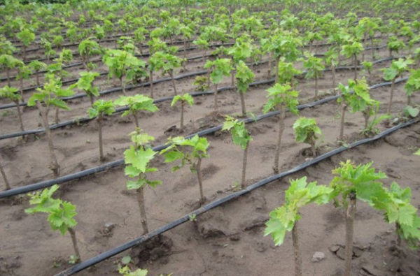  Transfiguration de plants de raisin plantés