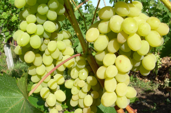  Las uvas de Agustín son adecuadas tanto para el consumo empresarial como para el familiar.