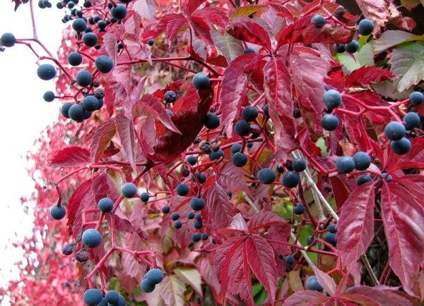  Las frutas de las uvas de las doncellas no son comestibles para los humanos.