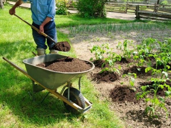  Sous le système racinaire des plantes