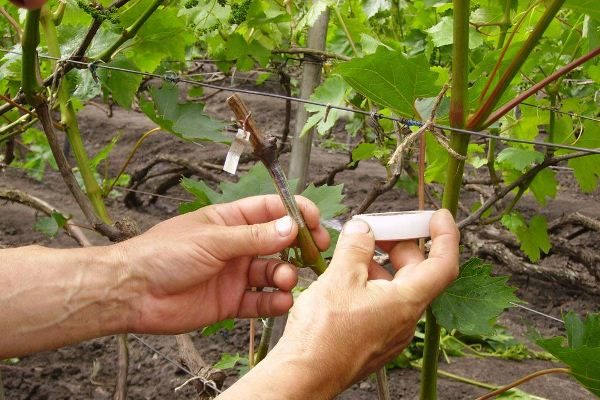  Greffage de boutures de raisin