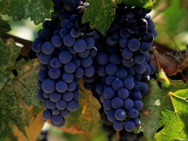  Variedad Merlot se refiere a las variedades de vino para la comida, no es adecuado