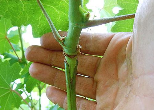  Inoculation estivale de raisins de plaine