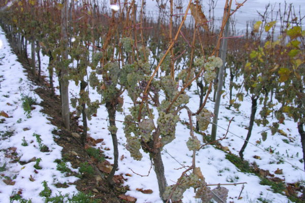  les raisins ne cuisinent pas pour l'hiver