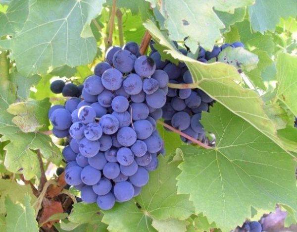  Grenache