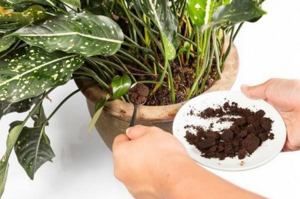  Une cafetière peut même nourrir les fleurs de la chambre