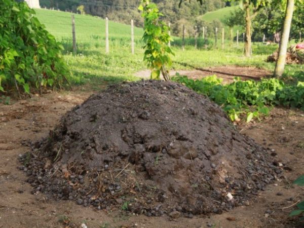  Épandage de fumier de cheval pour neutralisation