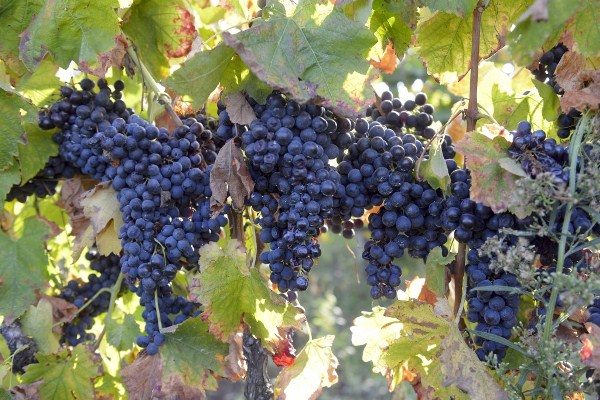  Variedad de uva Merlot