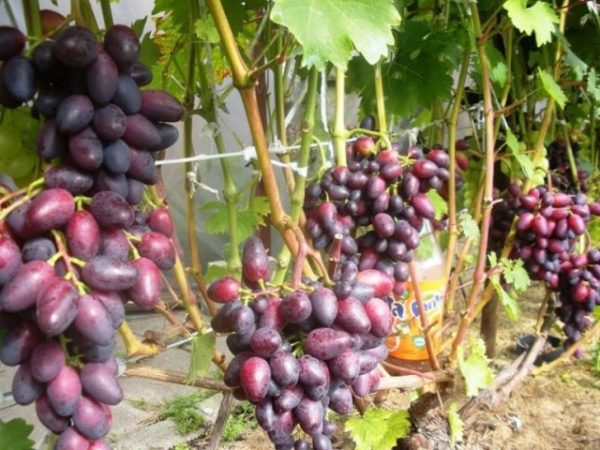  Beauté des vignes