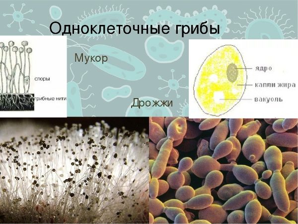  Champignons Unicellulaires (Levure)