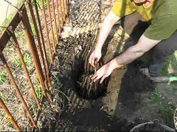  La plantación de uvas de soltera se puede hacer tanto en primavera como en otoño.