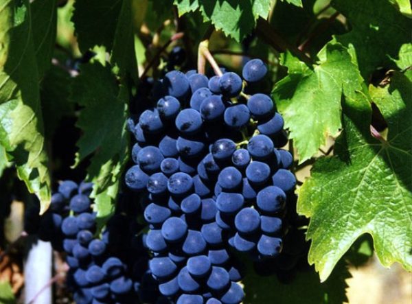  Sangiovese