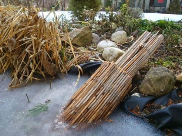  Les roseaux empêchent la glace épaisse de geler et donnent de l'oxygène au poisson