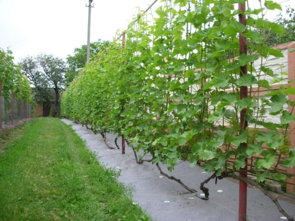  Uvas crecientes en un enrejado