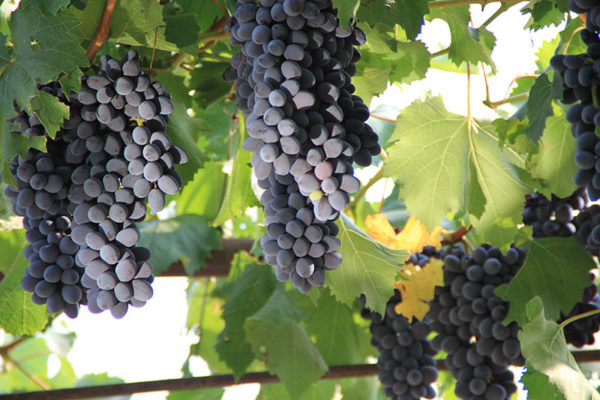  Bouquets de Jupiter sur la vigne