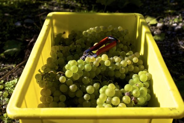  Les vendanges doivent être effectuées par temps ensoleillé.