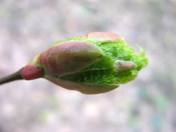  Au printemps, l'azote donne la saturation aux jeunes tiges et boutons.