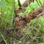  Cancer bactérien sur la vigne