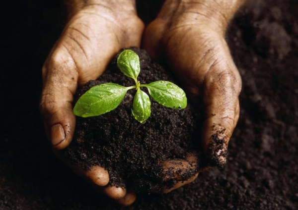  Biohumus est également utile pour les plantes d'intérieur.