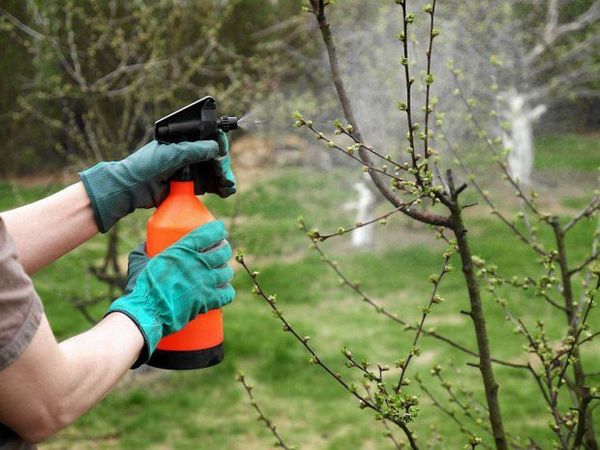  Acide borique pour les plantes