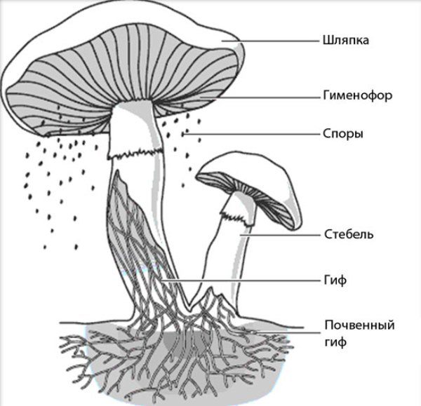  La reproduction des spores de champignons