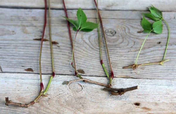  Esquejes de uva de soltera