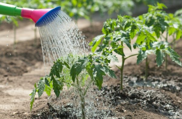  Arroser des tomates fraîchement plantées avec du nitrate de calcium