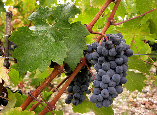  raisins de cabernet sauvignon