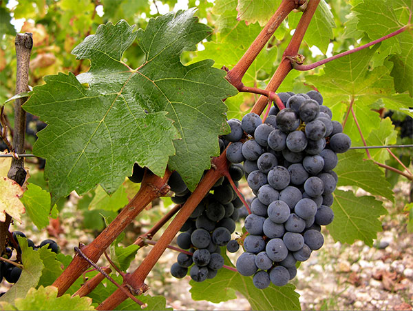  raisins de cabernet sauvignon