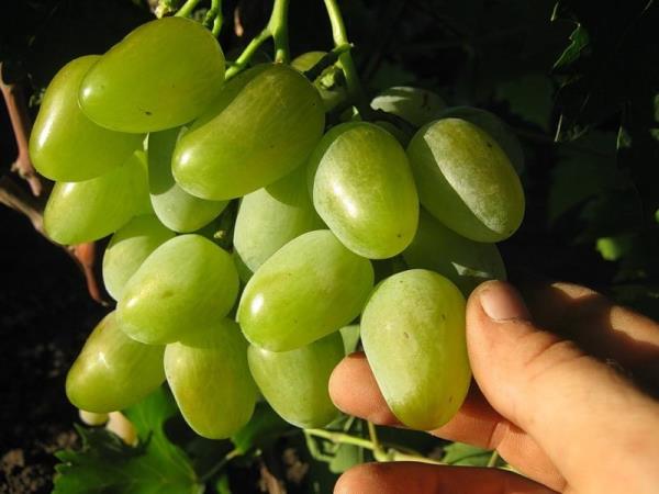  Uvas monarca