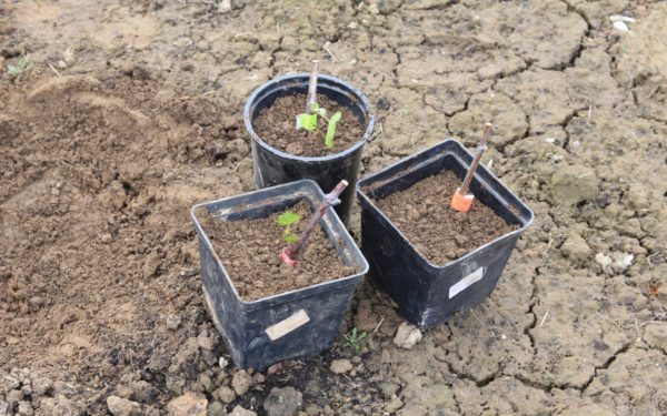  Chubuk planté dans des pots