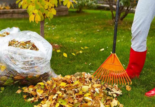  compost de feuilles d'arbres dans des sacs