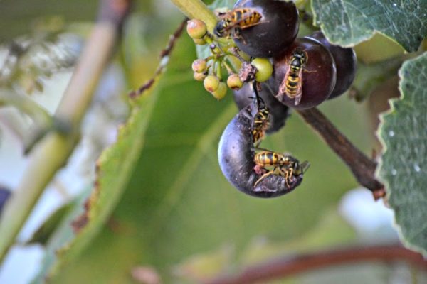  L'ennemi le plus dangereux de la variété sont les guêpes