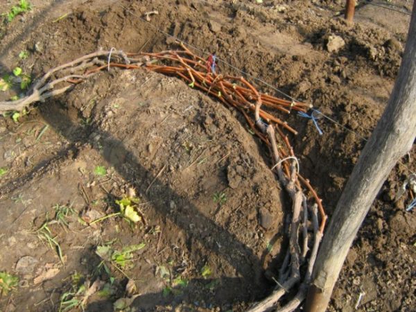  Plier les raisins dans une tranchée creusée