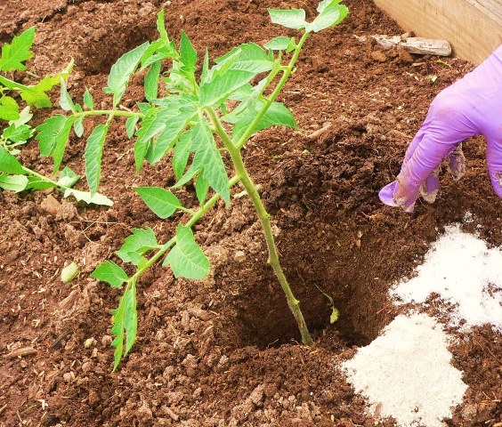  Engrais de plants de tomates avec du sulfate de potassium