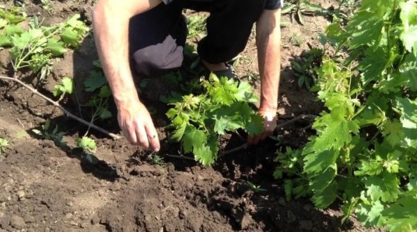  Le processus de reproduction des couches de raisins