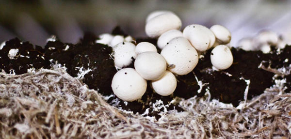  Sur le bon compost les champignons poussent