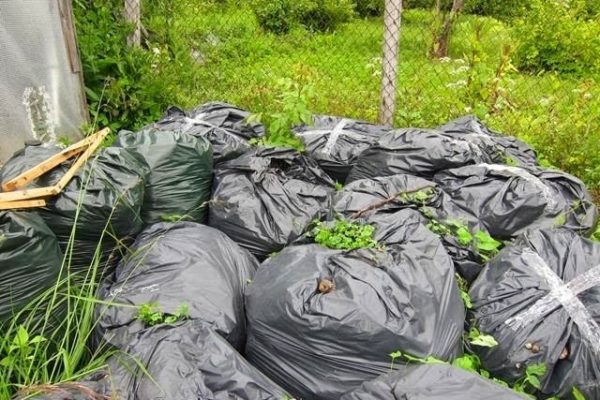  En plus du compost, vous pouvez ajouter des plantes riches en azote.