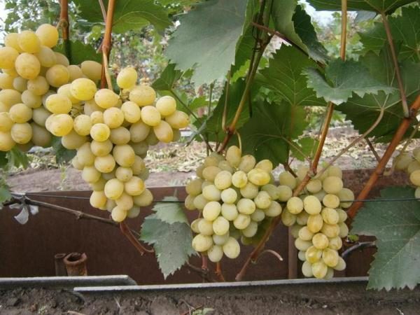  Uvas Agustín o Pleven